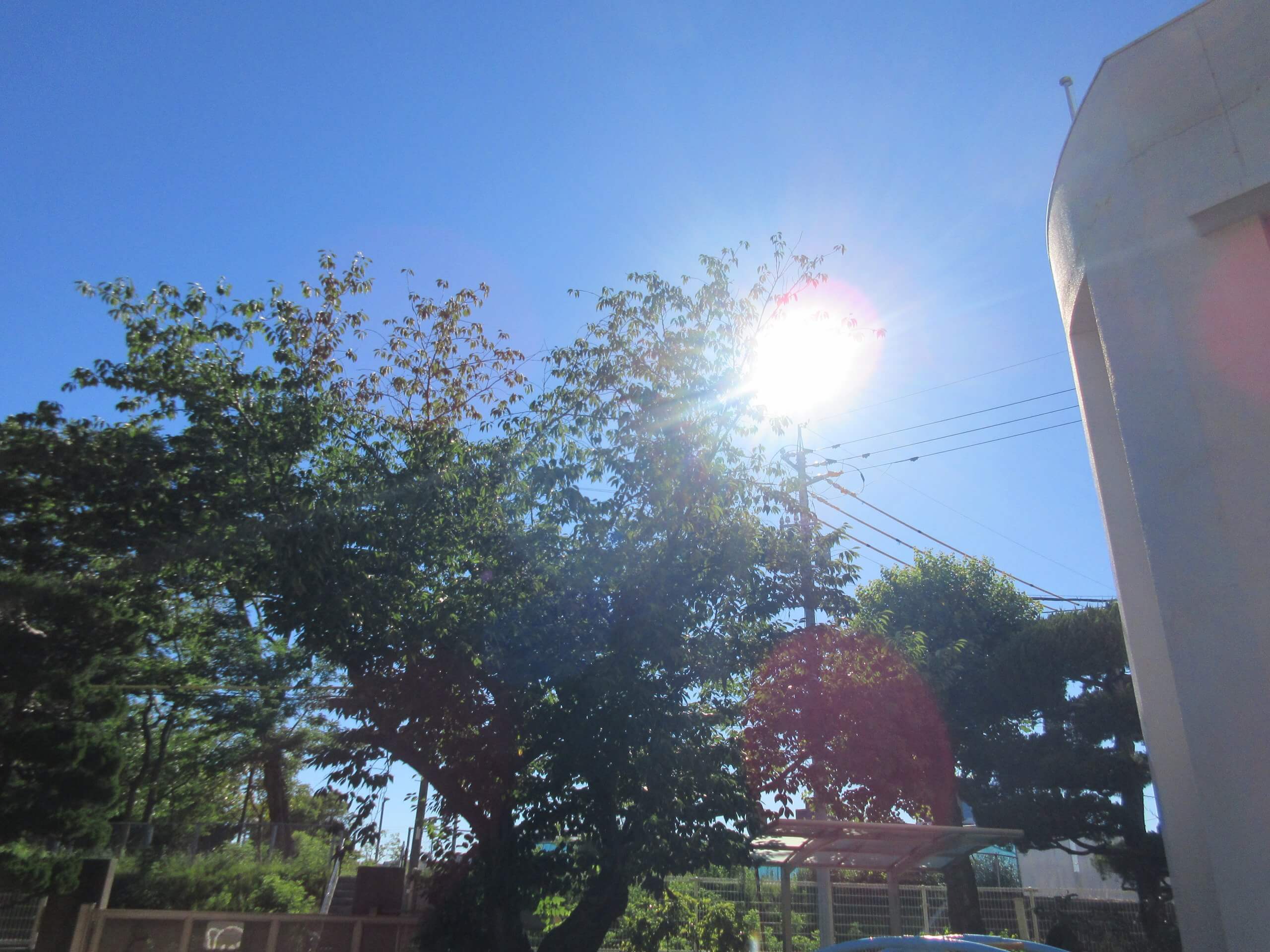 暑中お見舞い申し上げます🌻