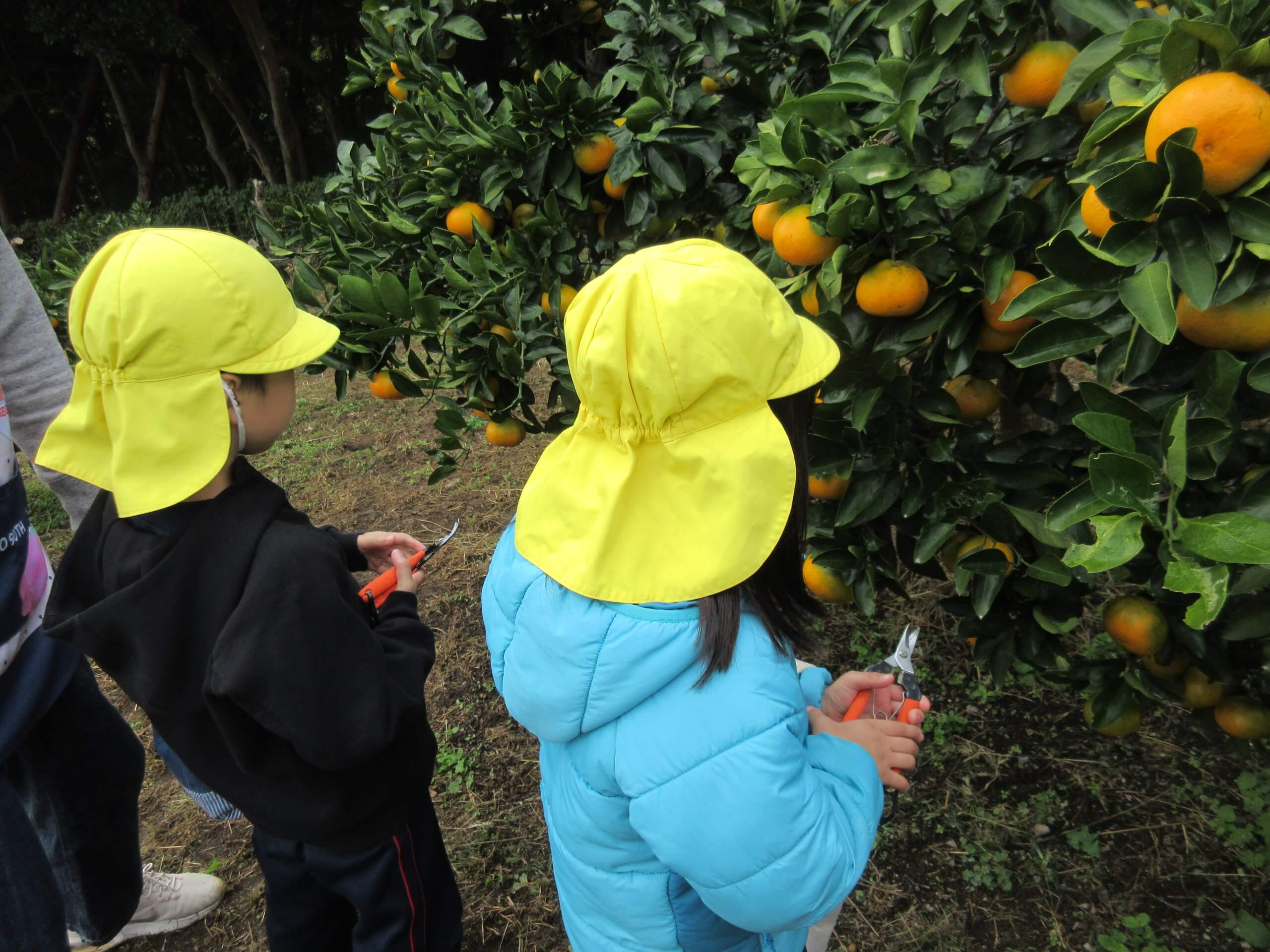 みかんミカン蜜柑🍊